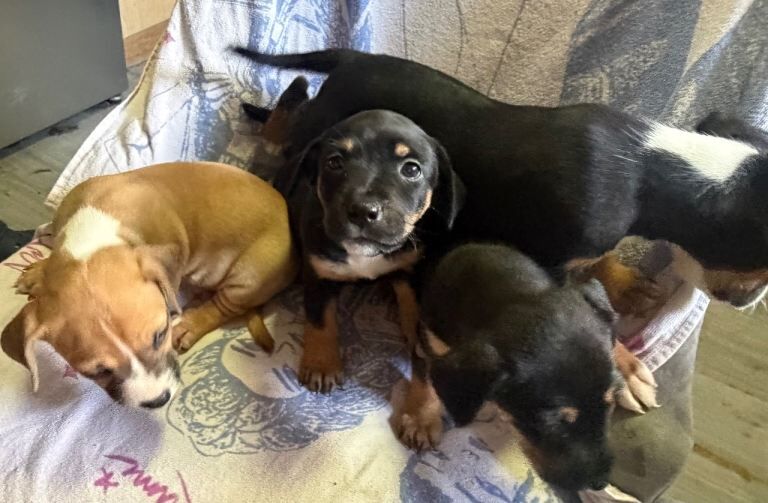 Puppies - Image 6 of 6