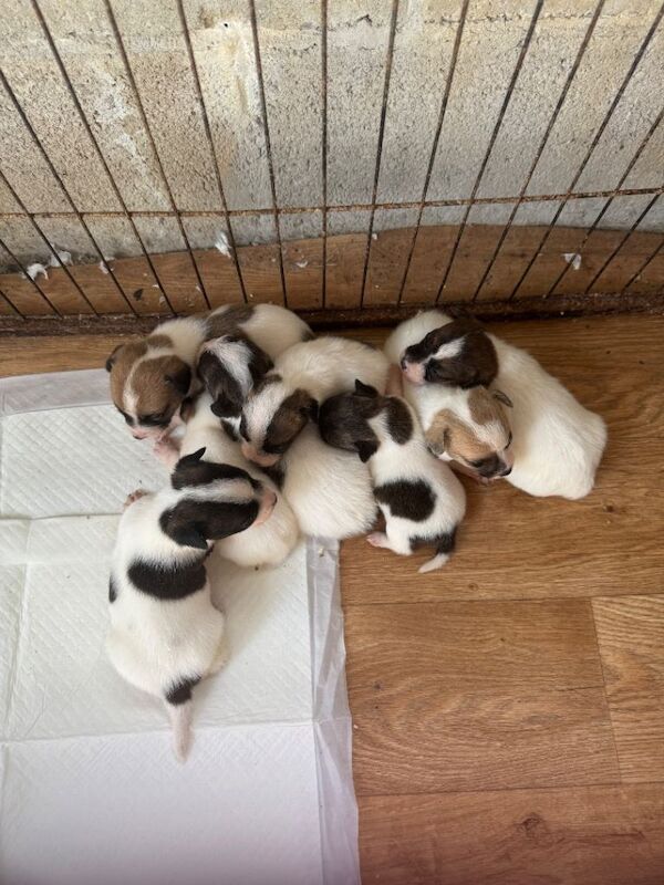Puppies