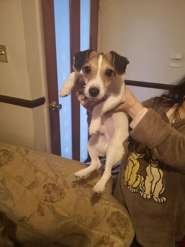 Jack Russell Terrier puppies for sale in Kingston upon Hull, East Riding of Yorkshire – 1 year old - Image 1 of 3