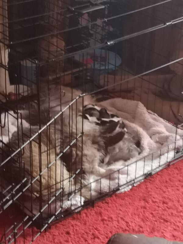 Jack Russell Terrier puppies for sale in Kingston upon Hull, East Riding of Yorkshire – 1 year old - Image 2 of 3