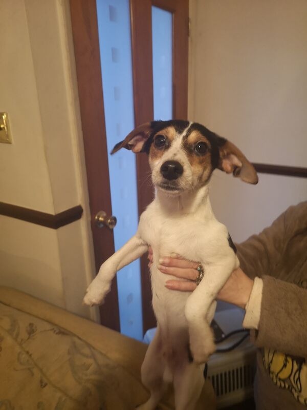 Jack Russell Terrier puppies for sale in Kingston upon Hull, East Riding of Yorkshire – 1 year old - Image 3 of 3