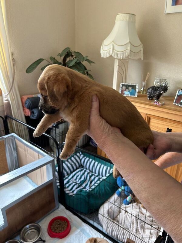 Puppies for sale - Image 2 of 6