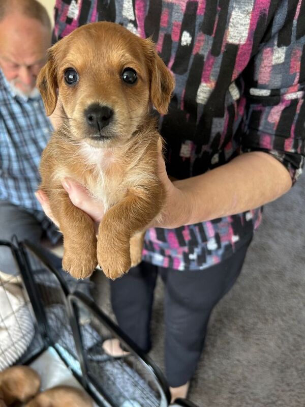 Puppies for sale - Image 3 of 6