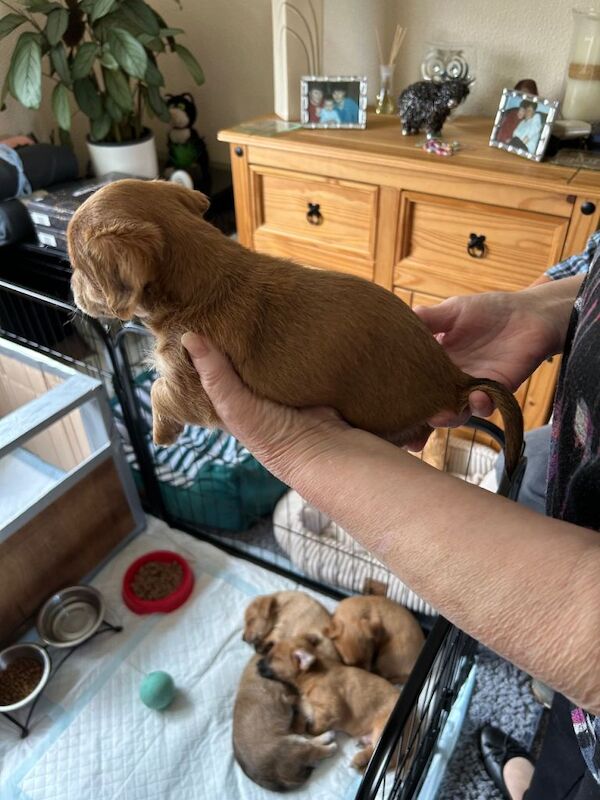 Puppies for sale - Image 4 of 6