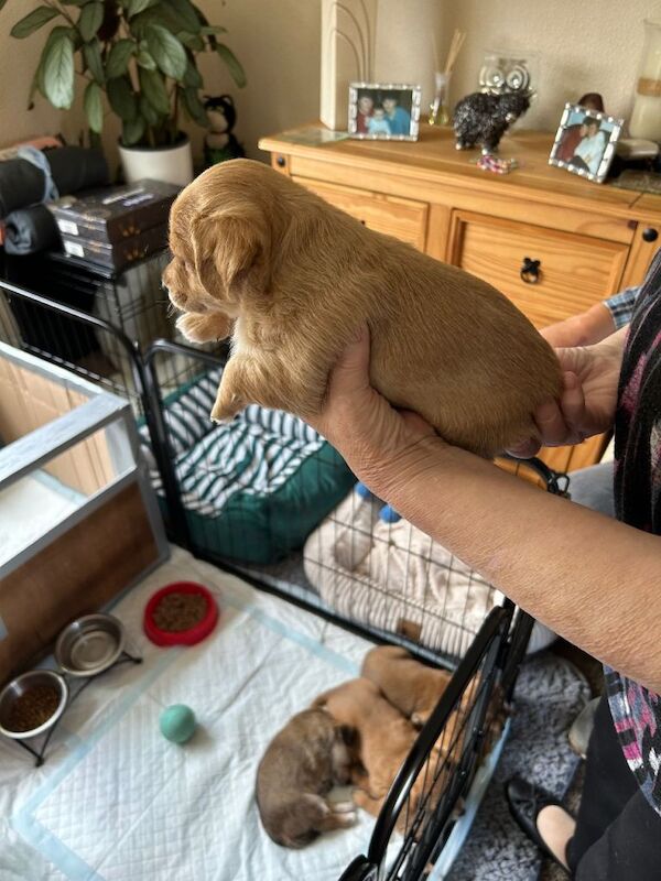 Puppies for sale - Image 5 of 6