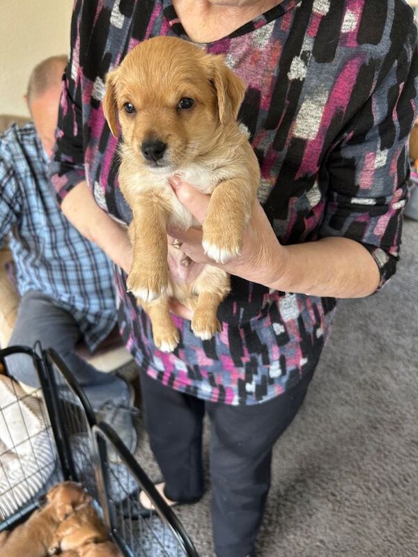 Puppies for sale - Image 6 of 6