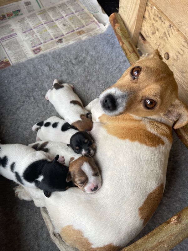 Puppies for sale in Sanquhar, Dumfries and Galloway | Image 2
