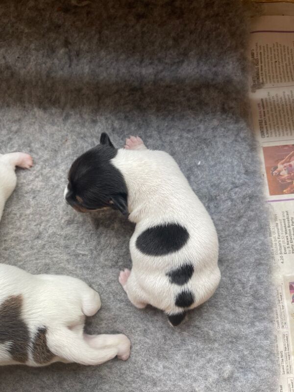 Puppies for sale in Sanquhar, Dumfries and Galloway | Image 3