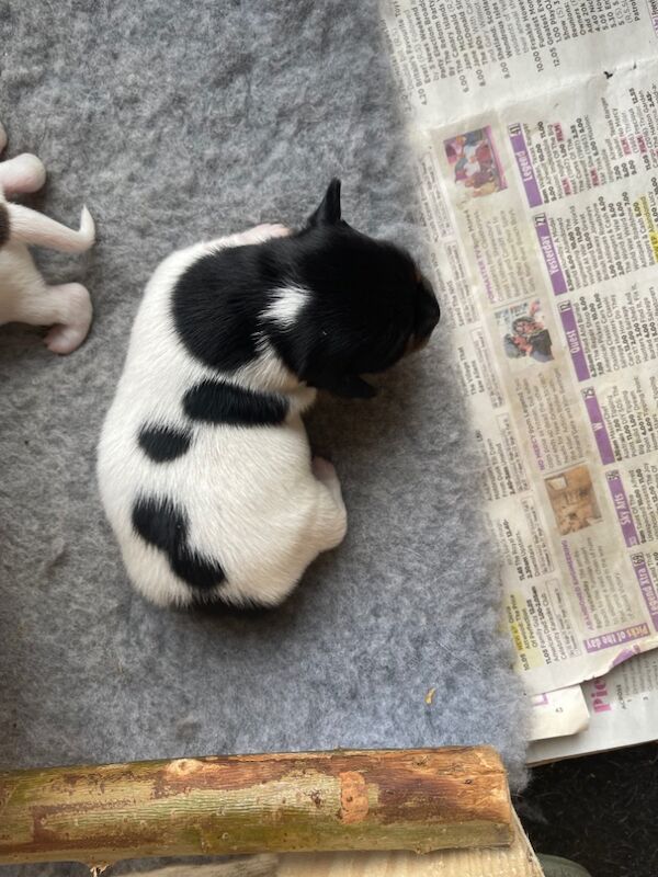 Puppies for sale in Sanquhar, Dumfries and Galloway | Image 4