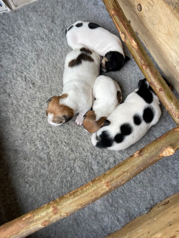 Puppies for sale in Sanquhar, Dumfries and Galloway - Image 7