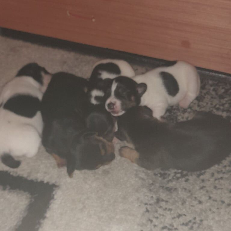 Jack Russell puppies for sale in Borrowstounness, Falkirk – 2 weeks old