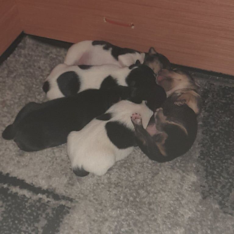 Jack Russell puppies for sale in Borrowstounness, Falkirk – 2 weeks old - Image 2 of 3