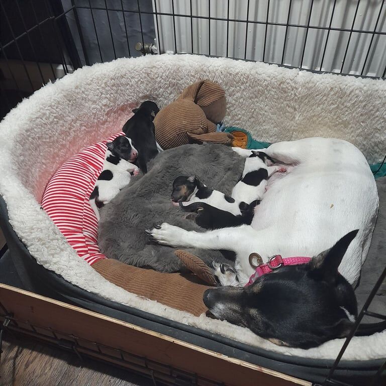 Jack Russell puppies for sale in Borrowstounness, Falkirk – 2 weeks old - Image 3 of 3
