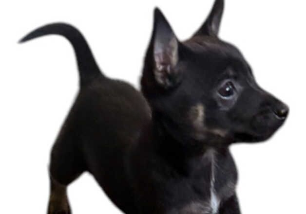 Jack Russell puppies for sale in Yeovil, Somerset – 9 months old - Image 1 of 3