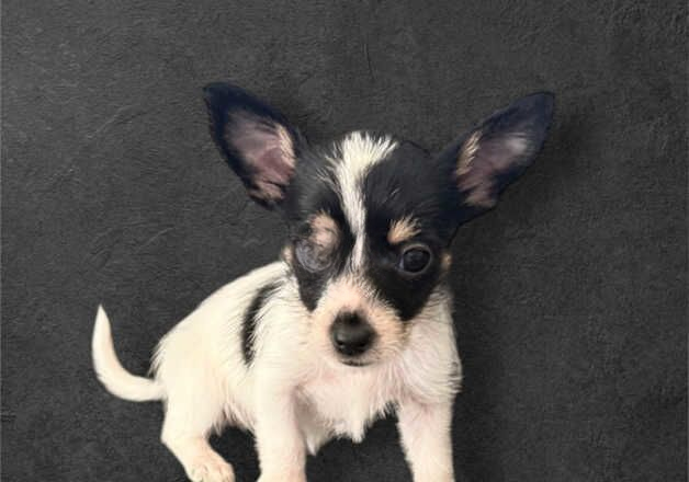 Jack Russell puppies for sale in Yeovil, Somerset – 9 months old - Image 2 of 3