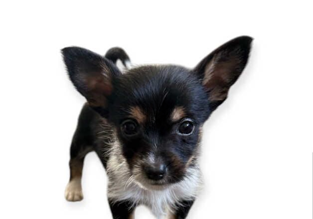 Jack Russell puppies for sale in Yeovil, Somerset – 9 months old - Image 3 of 3