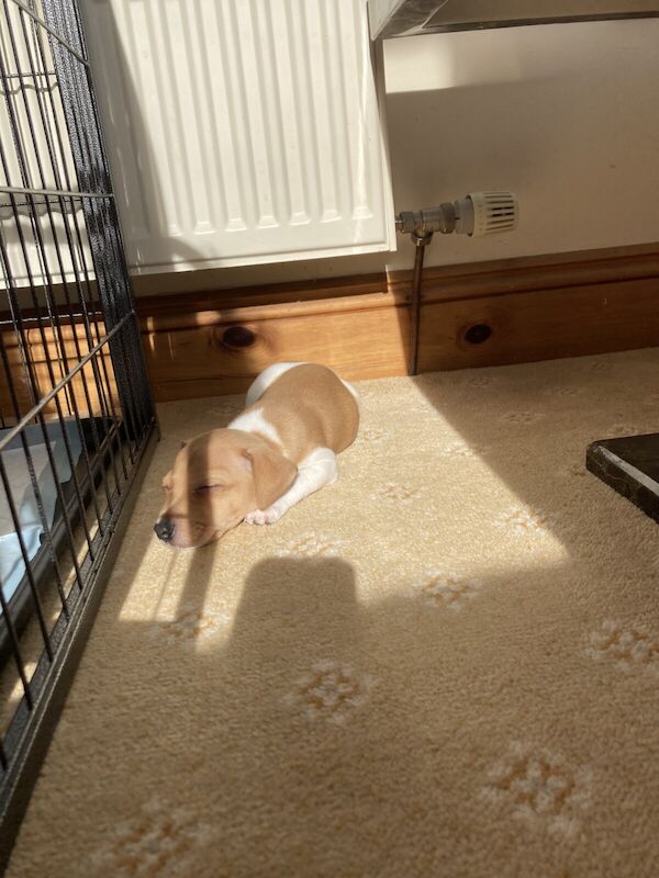 Puppy for sale in Great Malvern, Worcestershire - Image 3