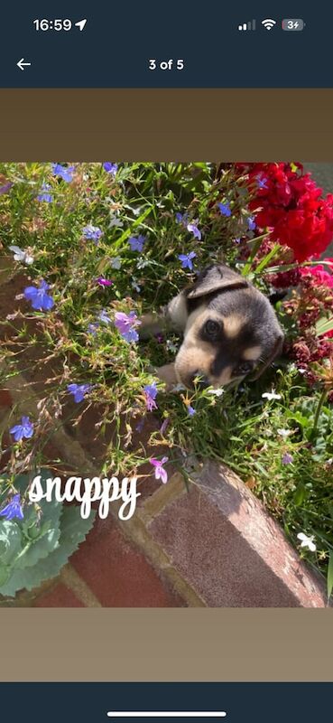 Jack Russell puppies for sale in Dartford, Kent – 10 weeks old