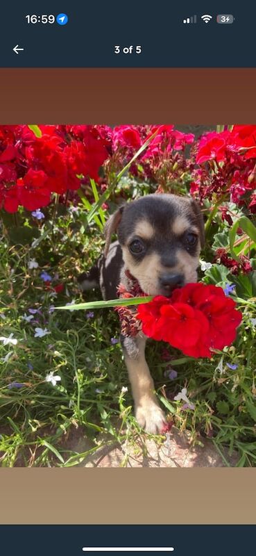 Jack Russell puppies for sale in Dartford, Kent – 10 weeks old - Image 2 of 2