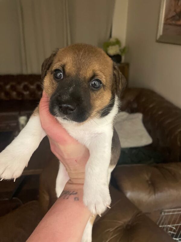 Jack Russell Terrier puppies for sale in Newcastle upon Tyne, Tyne and Wear – 8 weeks old