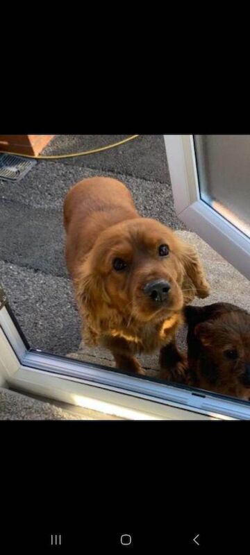 Jack Russell Terrier puppies for sale in Salford, Greater Manchester – 8 weeks old - Image 2 of 2