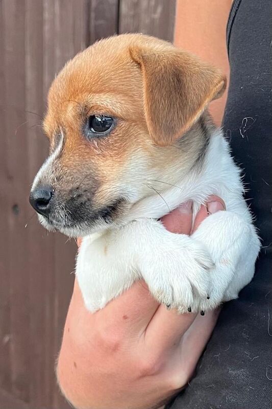 Puppy for sale - Image 2 of 6
