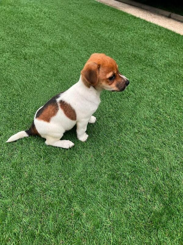 Puppy for sale - Image 3 of 6