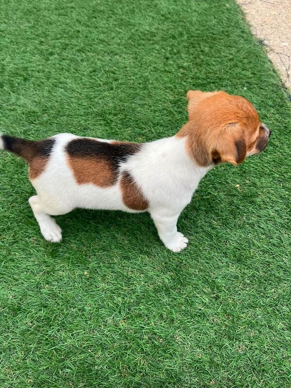 Puppy for sale - Image 4 of 6