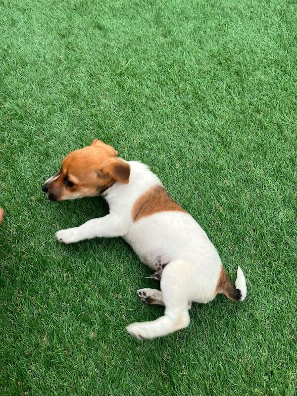 Puppy for sale - Image 5 of 6