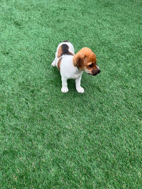 Puppy for sale - Image 6 of 6