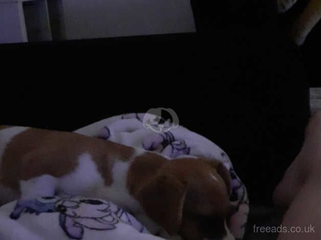 Jack Russell Terrier puppies for sale in Cardiff/Caerdydd, Cardiff – 1 year old - Image 2 of 4