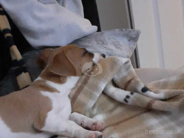 Jack Russell Terrier puppies for sale in Cardiff/Caerdydd, Cardiff – 1 year old - Image 3 of 4
