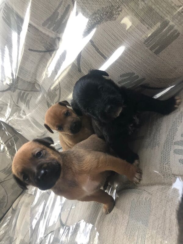 Jack Russell Terrier puppies for sale in Cwmavon, Gwent – 8 weeks old