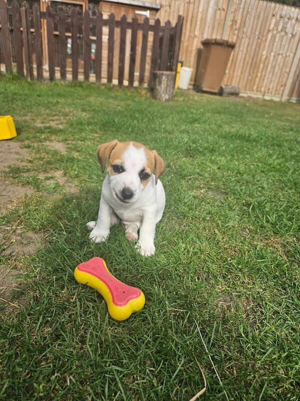 Jack Russell puppies for sale in Eye, Suffolk – KC registered, 7 weeks old