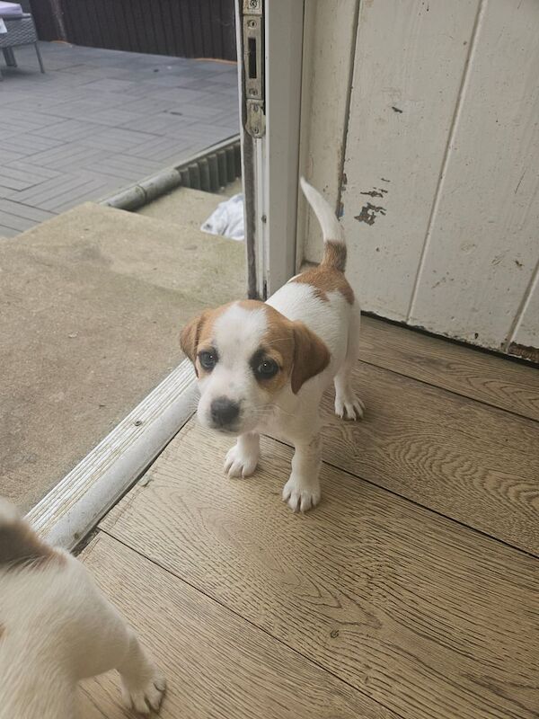 Jack Russell puppies for sale in Eye, Suffolk – KC registered, 7 weeks old - Image 3 of 3