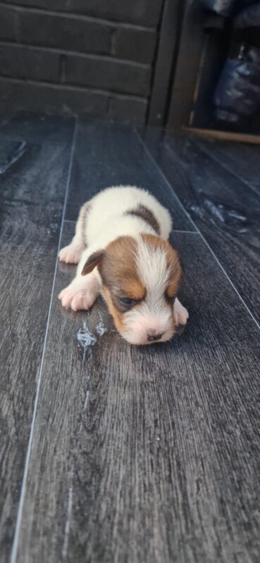 Jack Russell Terrier puppies for sale in Norwich, Norfolk – KC registered, 5 weeks old - Image 2 of 4