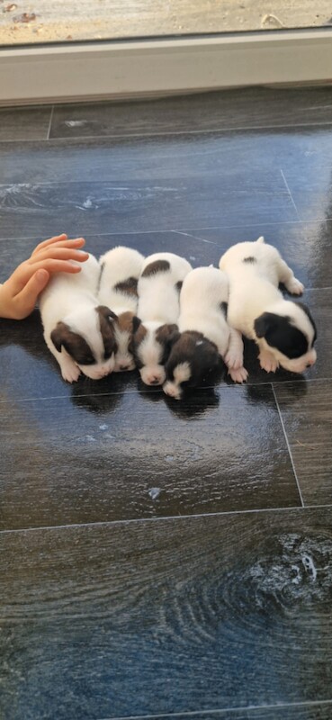 Jack Russell Terrier puppies for sale in Norwich, Norfolk – KC registered, 5 weeks old - Image 3 of 4