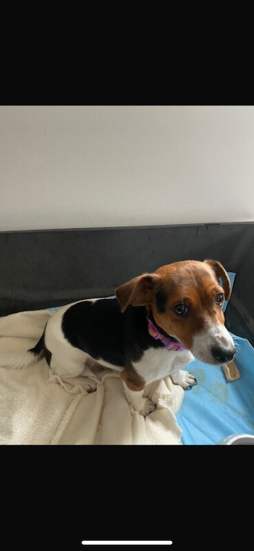 Jack Russell Terrier puppies for sale in Norwich, Norfolk – KC registered, 5 weeks old - Image 4 of 4