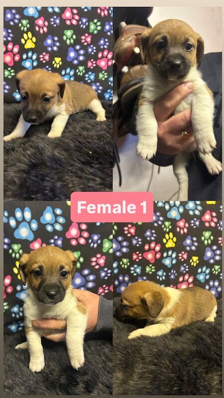 Jack Russell Terrier puppies for sale in Ahoghill, County Antrim – 6 weeks old