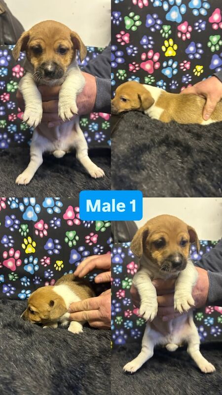 Jack Russell Terrier puppies for sale in Ahoghill, County Antrim – 6 weeks old - Image 2 of 3