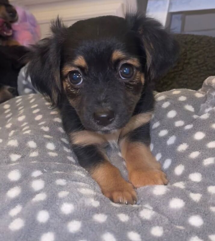 Jack Russell puppies for sale in Bewdley, Worcestershire – 9 weeks old