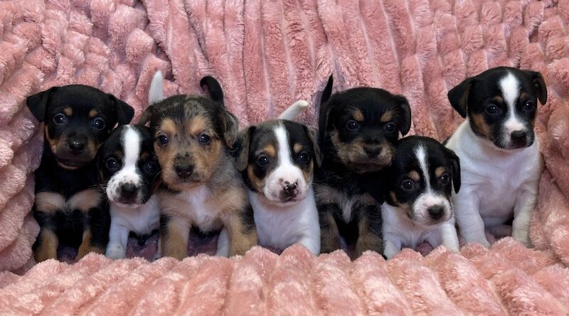 Jack Russell puppies for sale in Faringdon, Oxfordshire – 5 weeks old