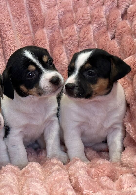 Jack Russell puppies for sale in Faringdon, Oxfordshire – 5 weeks old - Image 2 of 12