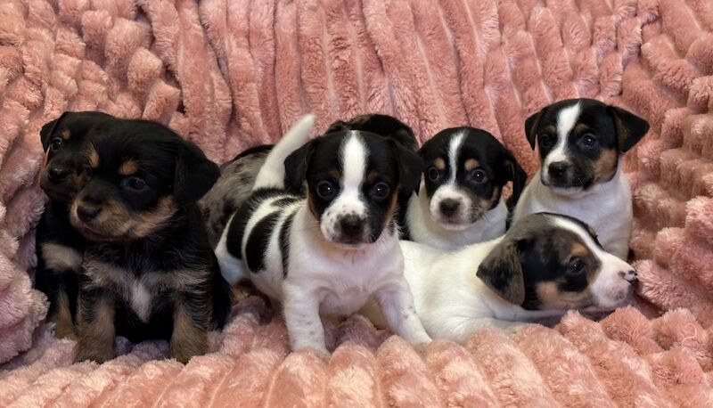 Jack Russell puppies for sale in Faringdon, Oxfordshire – 5 weeks old - Image 3 of 12