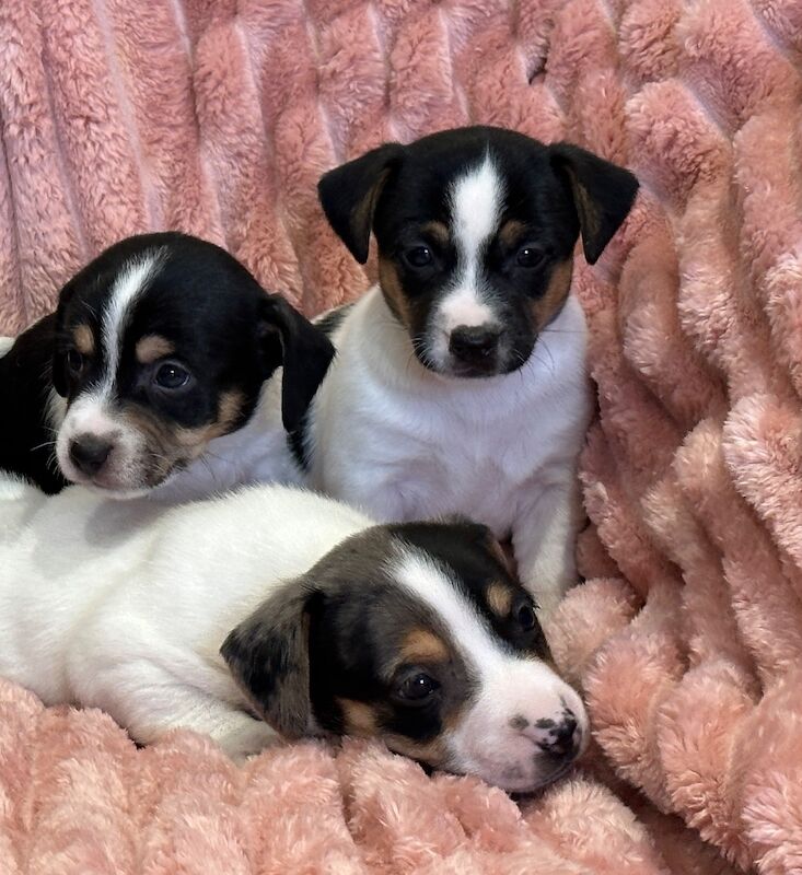 Jack Russell puppies for sale in Faringdon, Oxfordshire – 5 weeks old - Image 4 of 12