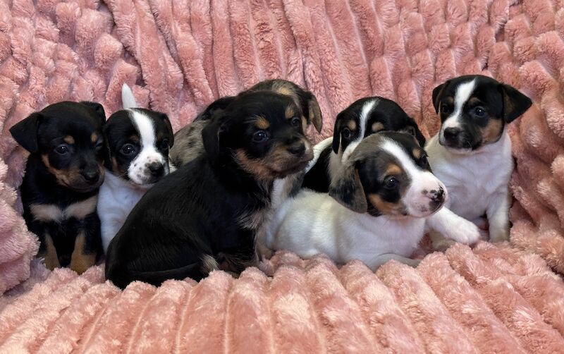 Jack Russell puppies for sale in Faringdon, Oxfordshire – 5 weeks old - Image 5 of 12