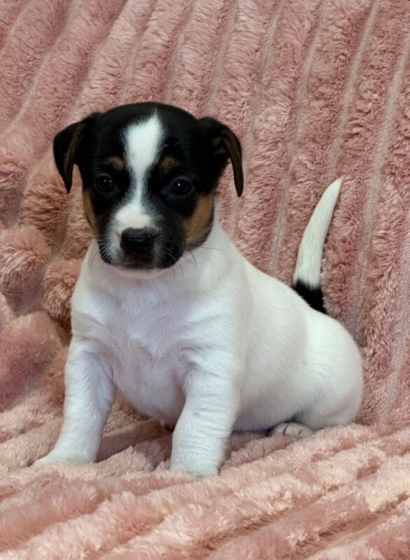 Jack Russell puppies for sale in Faringdon, Oxfordshire – 5 weeks old - Image 6 of 12