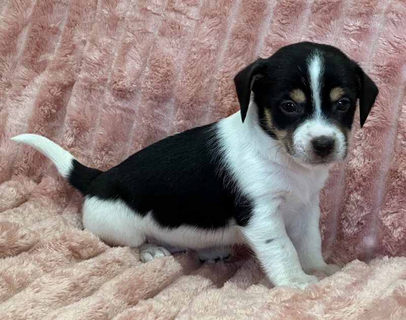 Jack Russell puppies for sale in Faringdon, Oxfordshire – 5 weeks old - Image 7 of 12