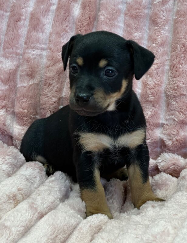 Jack Russell puppies for sale in Faringdon, Oxfordshire – 5 weeks old - Image 8 of 12