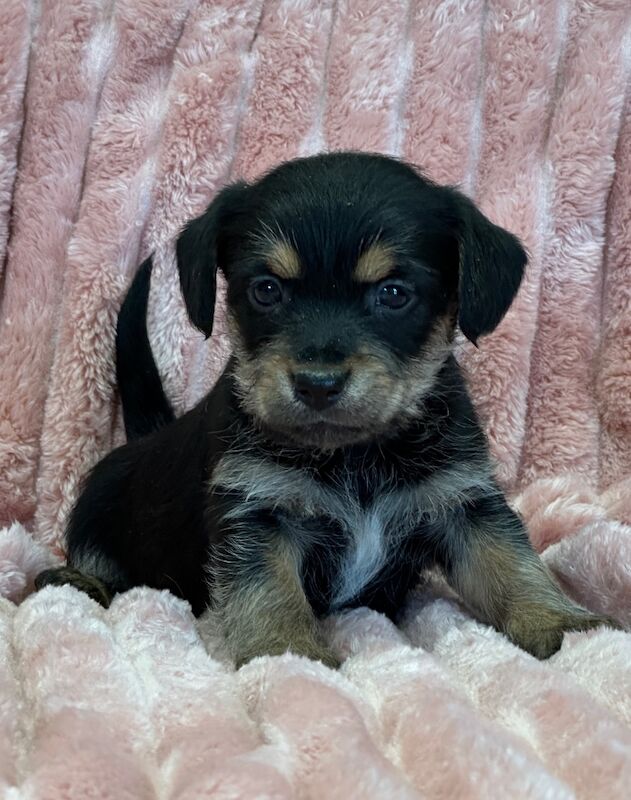 Jack Russell puppies for sale in Faringdon, Oxfordshire – 5 weeks old - Image 9 of 12